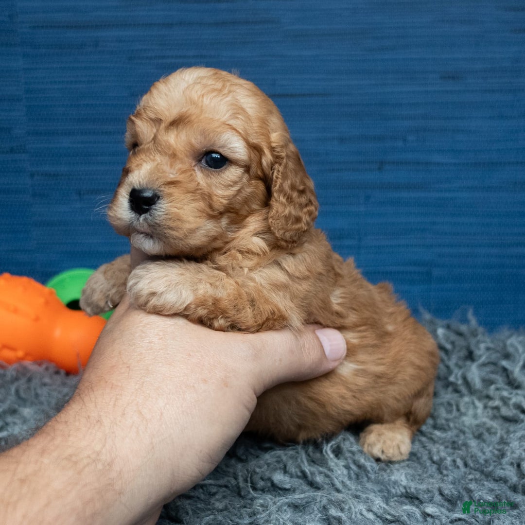 Cavapoo dogs for sale: Luke - Image 14