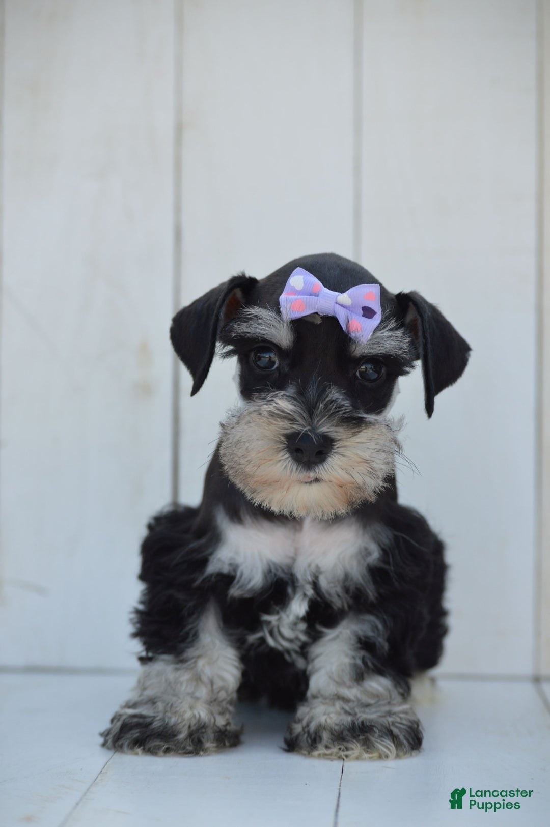 Miniature Schnauzer dogs for sale: Tizzy - Image 1