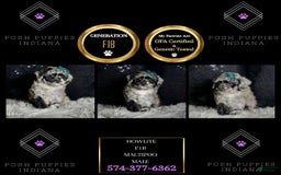 Maltipoo dogs for sale: Howlite - Image 9