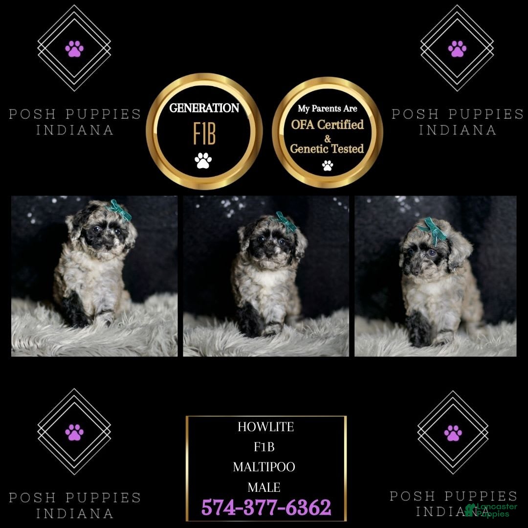 Maltipoo dogs for sale: Howlite - Image 9