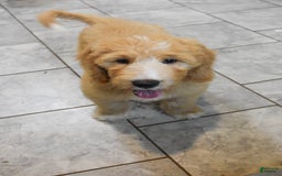 Goldendoodle dogs for sale: Sophie - Image 5