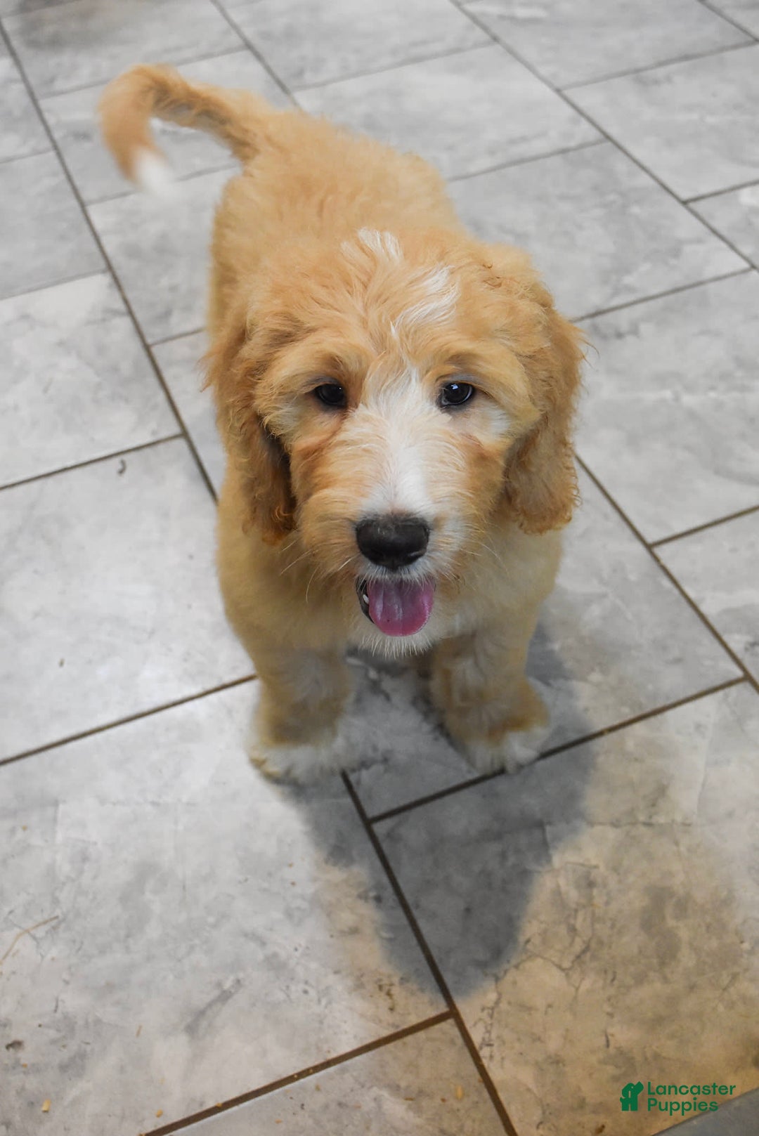 Goldendoodle dogs for sale: Sophie - Image 5