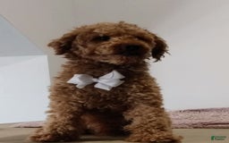 Miniature Poodle dogs for sale: Rily - Image 6