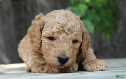 Standard Poodle dogs for sale: Bristol Moyen - Image 5