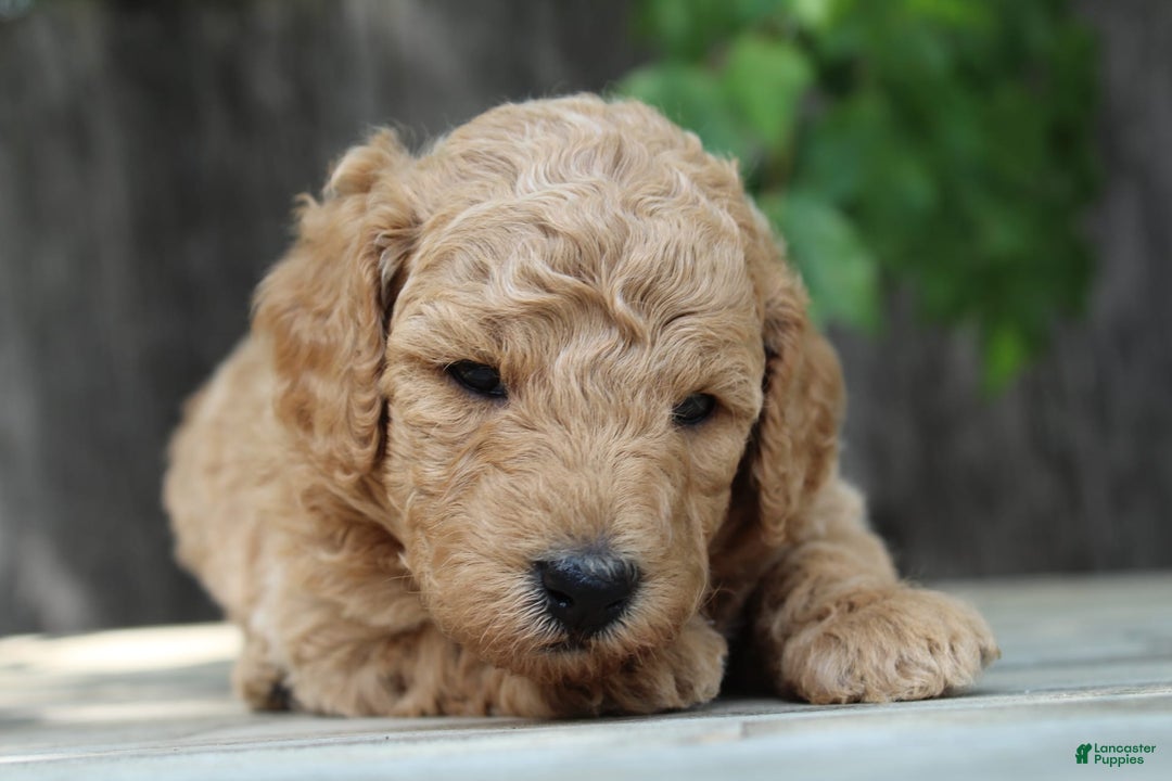 Standard Poodle dogs for sale: Bristol Moyen - Image 5
