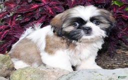 Shih Tzu dogs for sale: Denali - Image 2