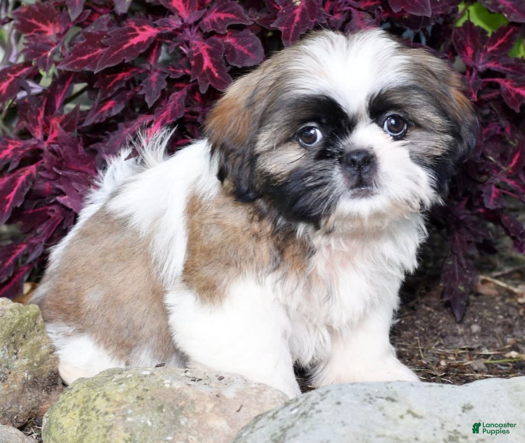 Shih Tzu dogs for sale: Denali - Image 2