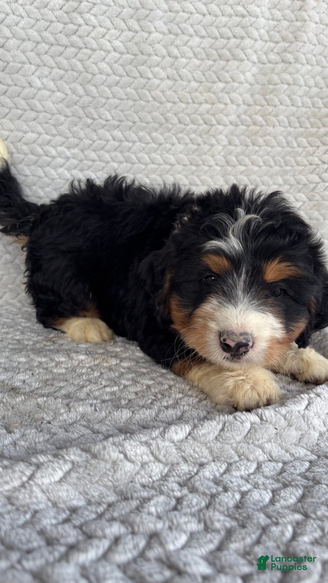 Mini Bernedoodle dogs for sale: Miles - Image 12