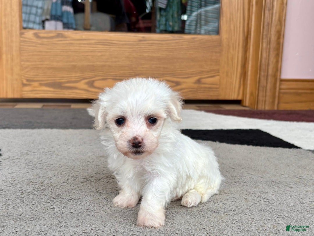 Coton De Tulear dogs for sale: TJ - Image 3