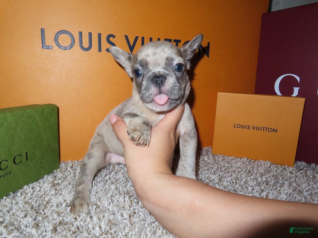 French Bulldog dogs for sale: Houdini - Image 2