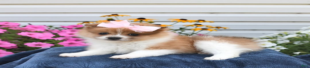 Tammy