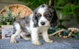 Cocker Spaniel dogs for sale: Wendy - Image 3