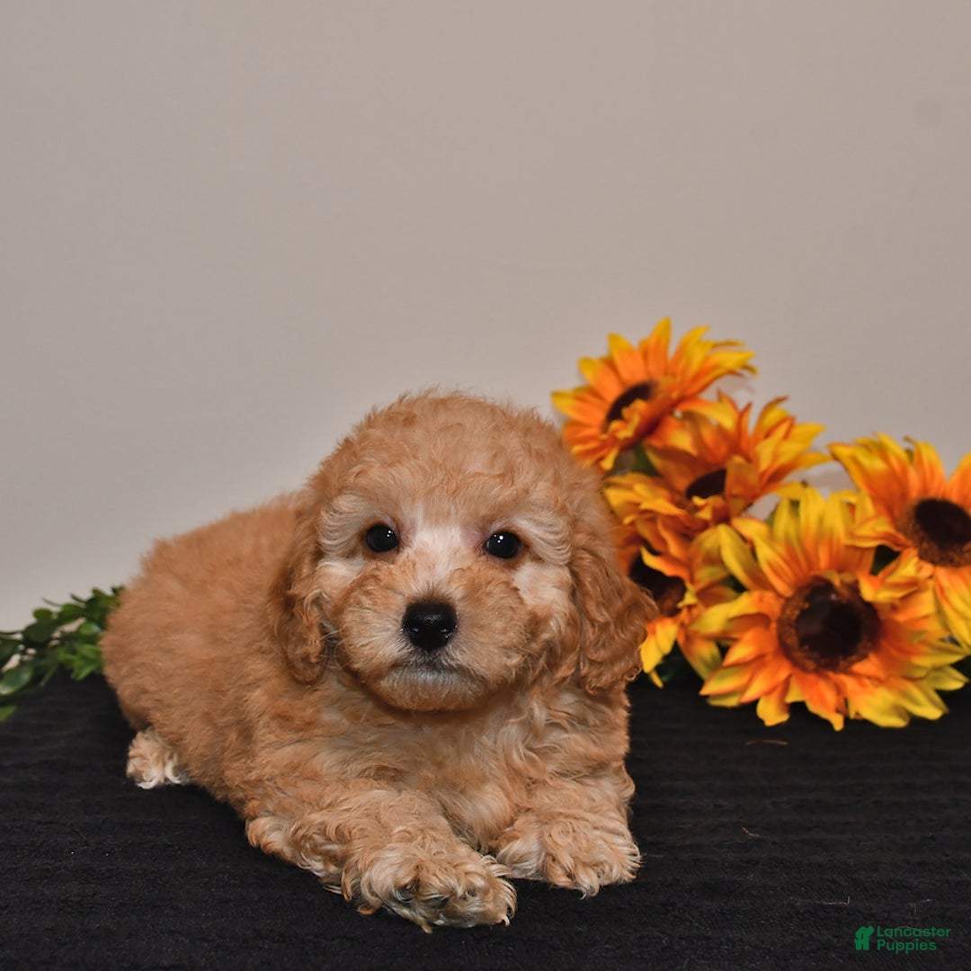 Miniature Poodle dogs for sale: Charlie - Image 1