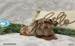 Miniature Dachshund dogs for sale: Kenzo - Image 1