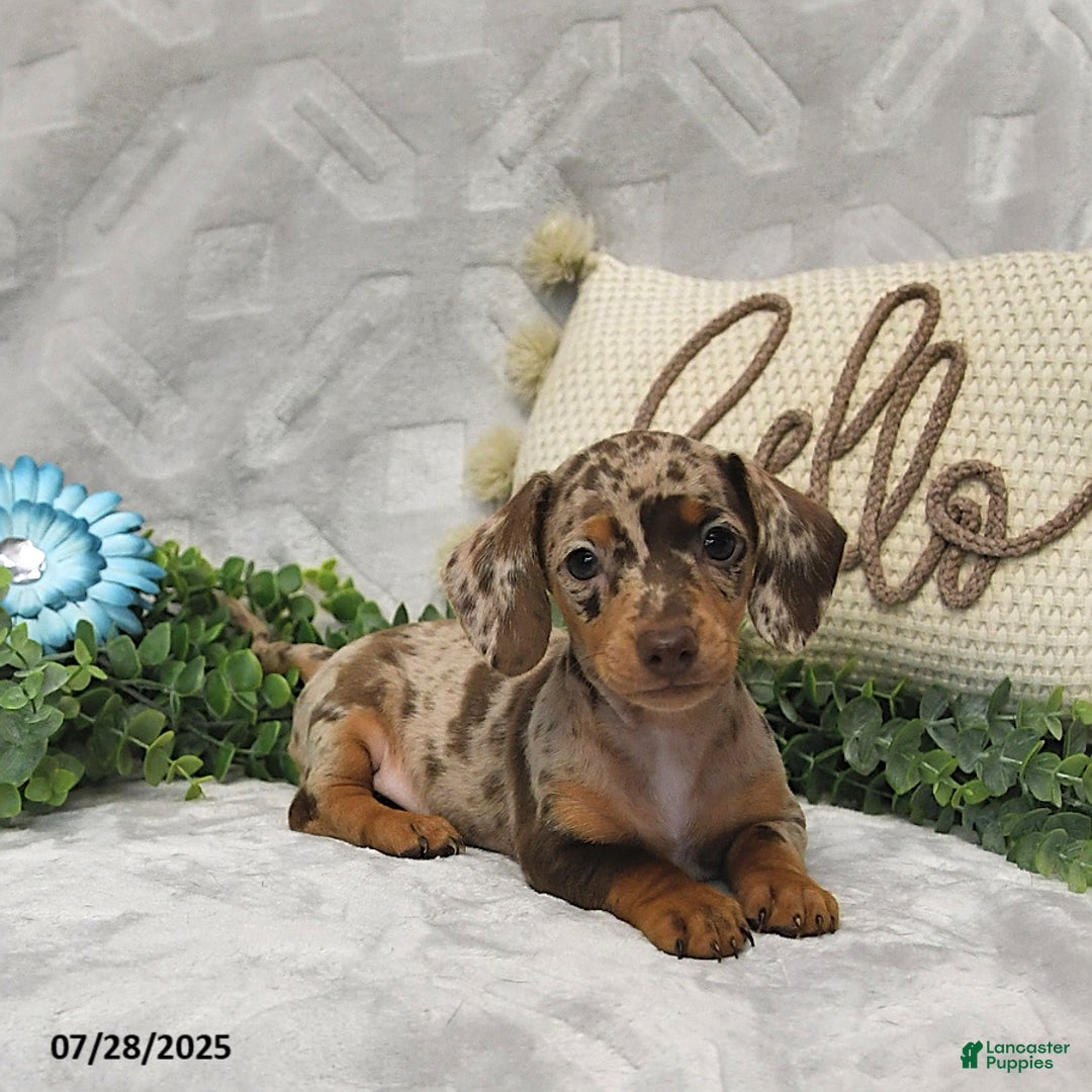 Miniature Dachshund dogs for sale: Kenzo - Image 1