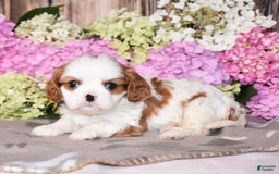 Cavalier King Charles Spaniel dogs for sale: Cavalier King Charles Spaniel 5 puppies - Image 4