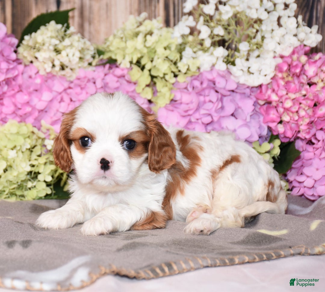 Cavalier King Charles Spaniel dogs for sale: Cavalier King Charles Spaniel 5 puppies - Image 4