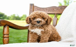 Toy Poodle dogs for sale: Moose - Image 4