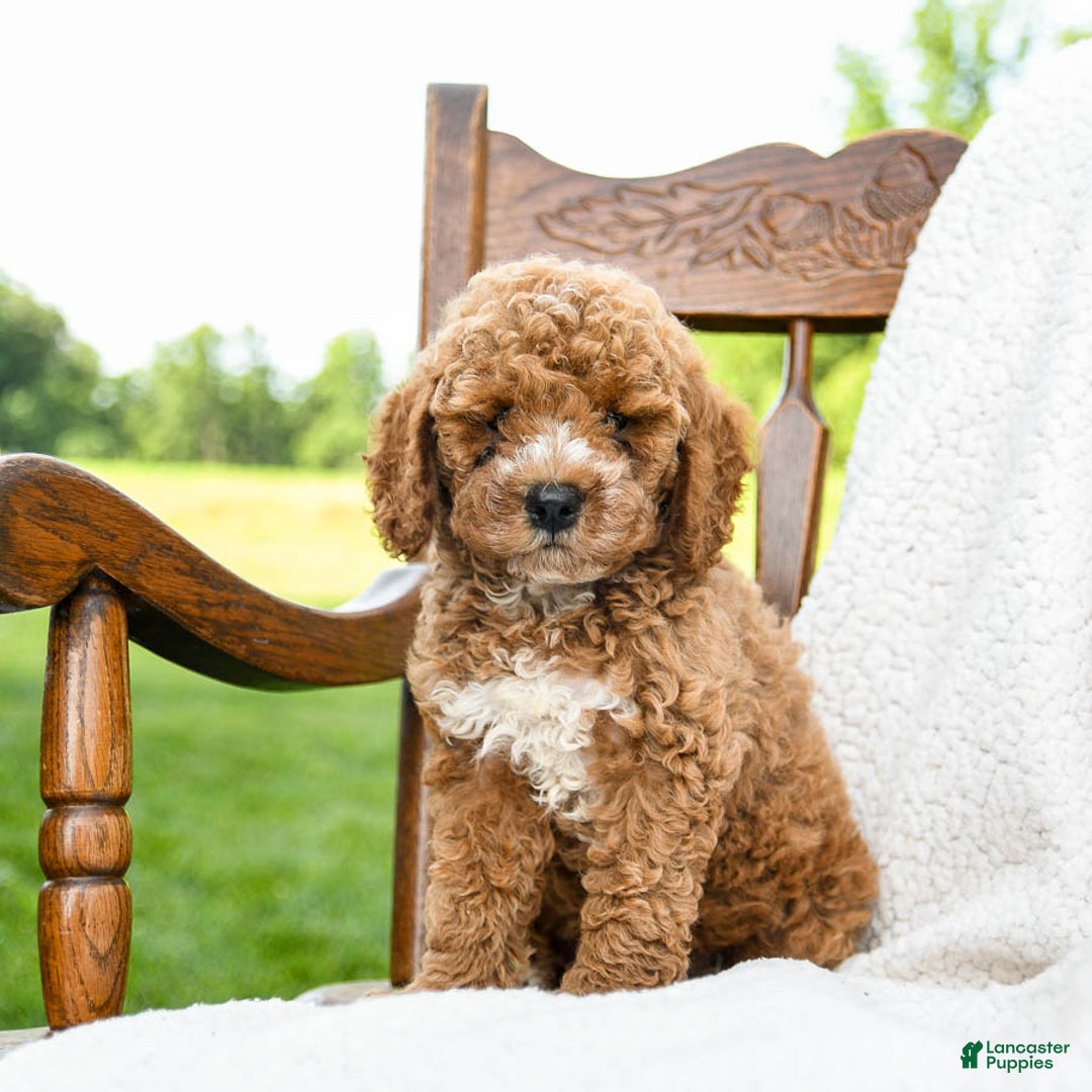 Toy Poodle dogs for sale: Moose - Image 4
