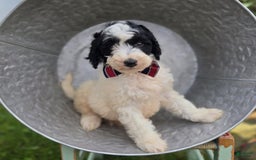 Bernedoodle dogs for sale: Garth - Image 3
