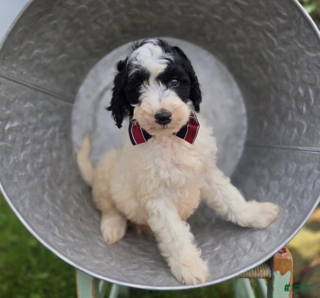 Bernedoodle dogs for sale: Garth - Image 3