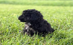 Aussiedoodle dogs for sale: Richie - Image 12