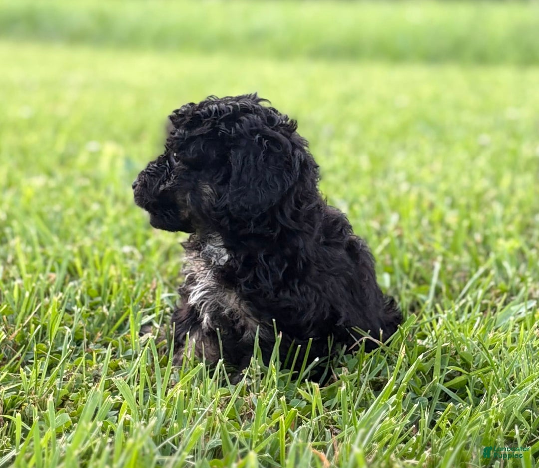 Aussiedoodle dogs for sale: Richie - Image 12