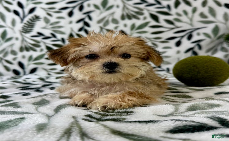 Shorkie dogs - Advert 4