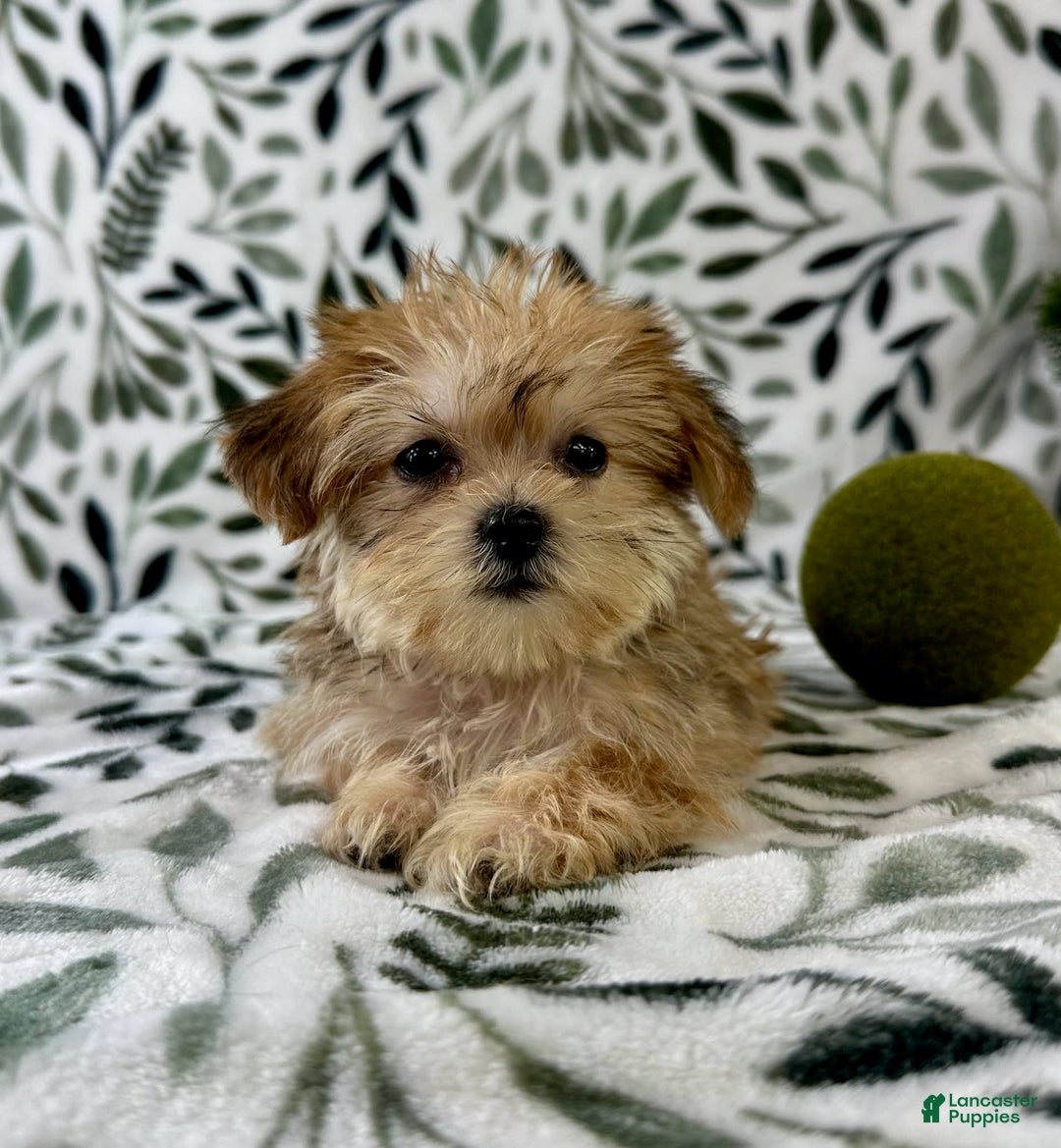 Shorkie dogs for sale: Labubu - Image 4