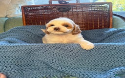Maltipoo dogs for sale: Biscuit - Image 2