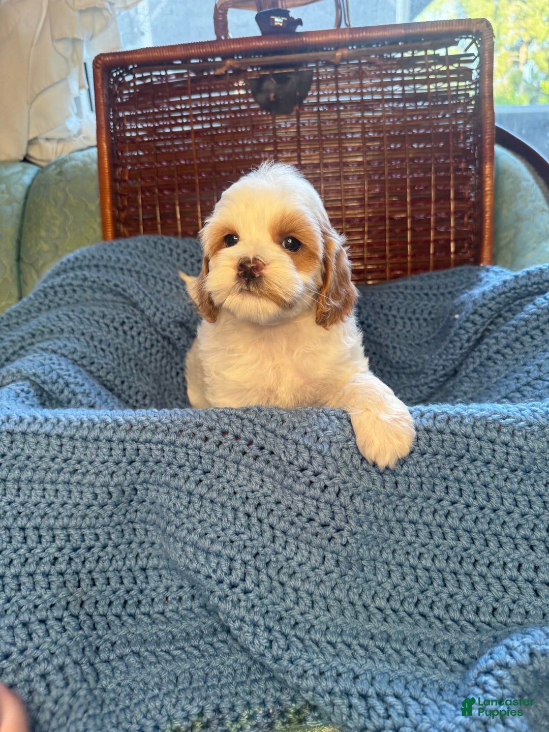 Maltipoo dogs for sale: Biscuit - Image 2