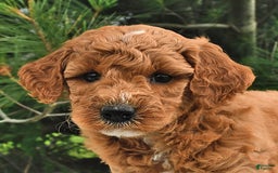 Mini Goldendoodle dogs for sale: Emily - Image 2