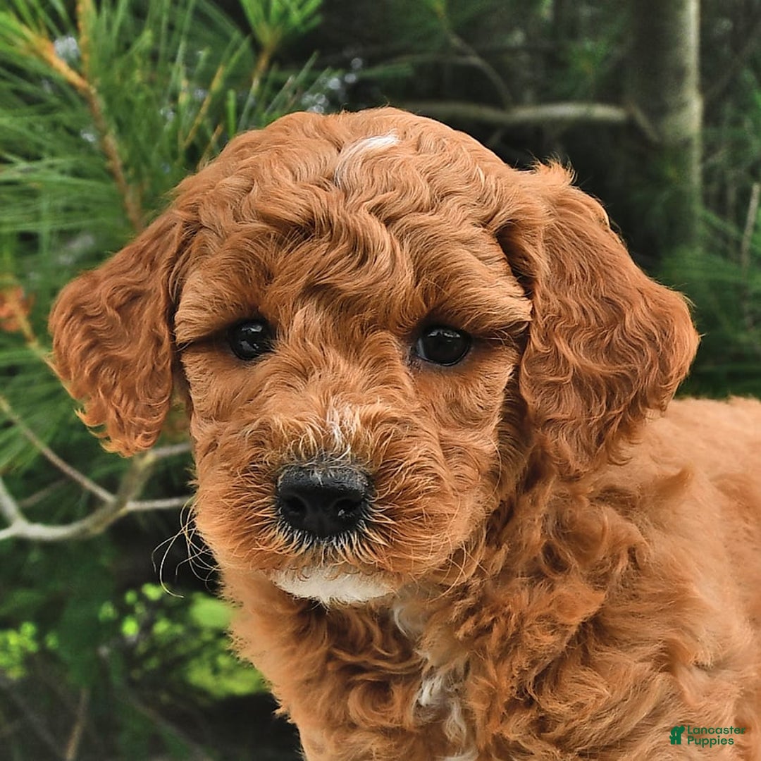 Mini Goldendoodle dogs for sale: Emily - Image 2