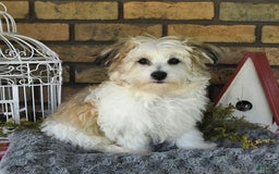 Havapoo dogs for sale: Toby - Image 12