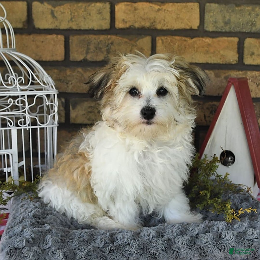 Havapoo dogs for sale: Toby - Image 12