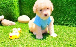 Maltipoo dogs for sale: Tiger - Image 15