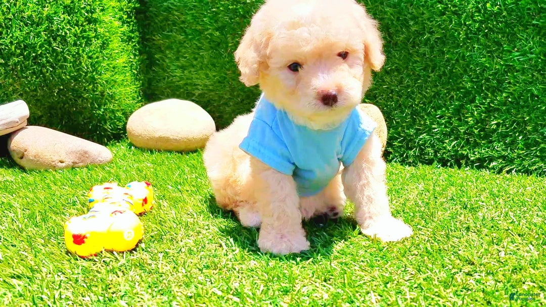 Maltipoo dogs for sale: Tiger - Image 15