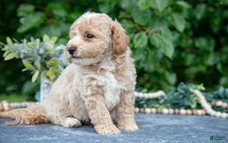 Miniature Poodle dogs for sale: Winston - Image 3