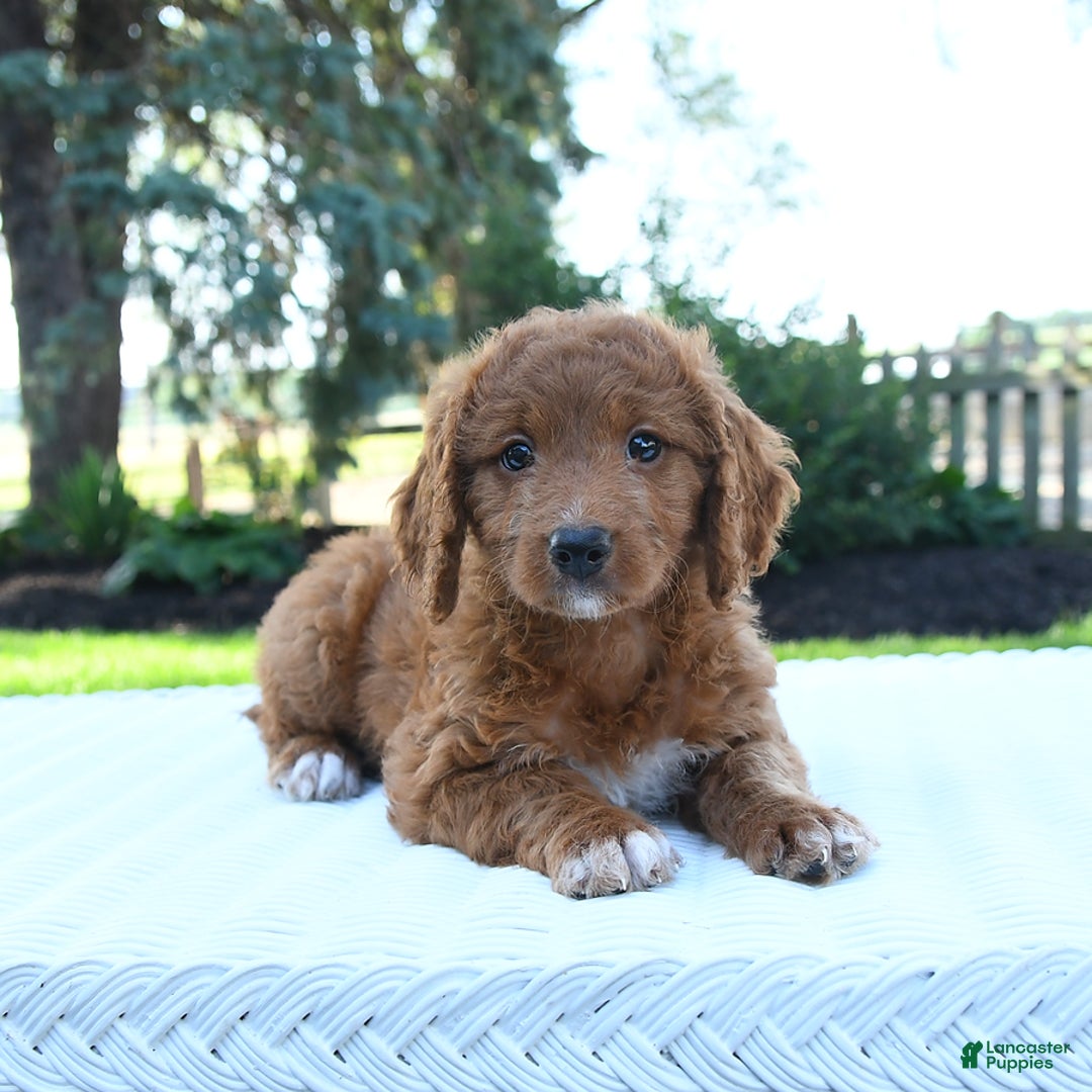 Mini Goldendoodle dogs for sale: Callie - Image 2