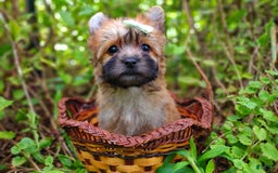 Morkie dogs for sale: Rare Gold Sable Firefly - Image 26