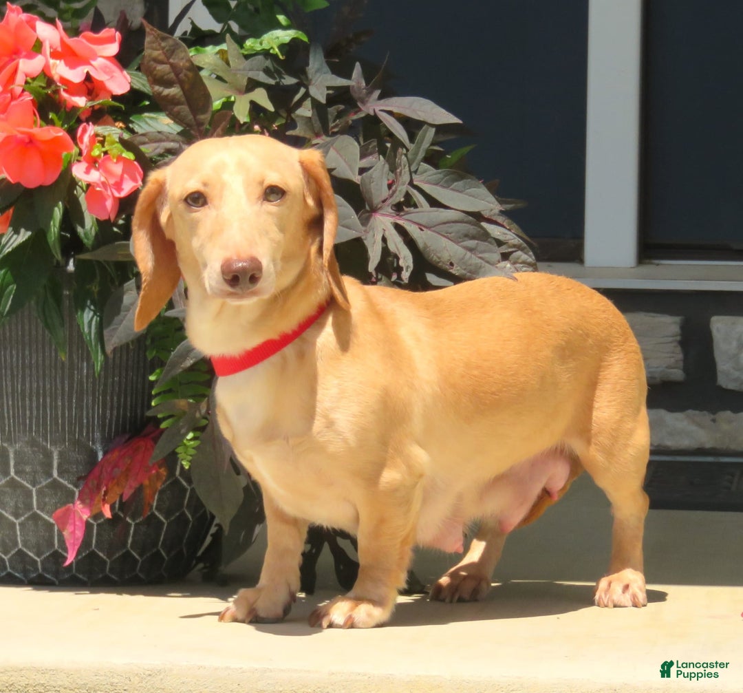 Dachshund dogs for sale: Princess - Image 22
