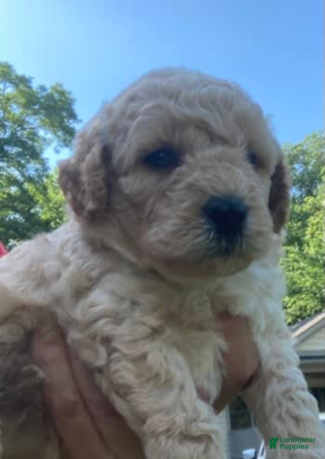Labradoodle dogs for sale: Douglas - Image 17