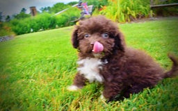 Havapoo dogs for sale: Benson - Image 13