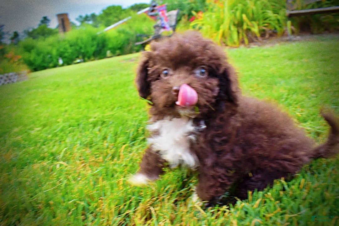 Havapoo dogs for sale: Benson - Image 13