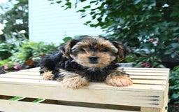 Yorkshire Terrier dogs for sale: Benny - Image 11