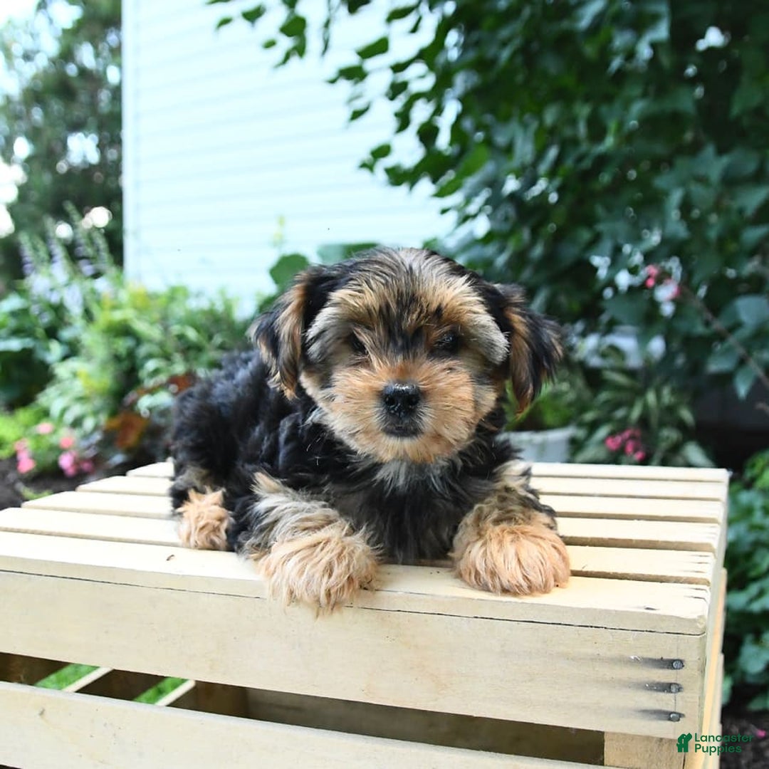 Yorkshire Terrier dogs for sale: Benny - Image 11