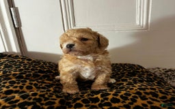 Maltipoo dogs for sale: Harley - Image 1