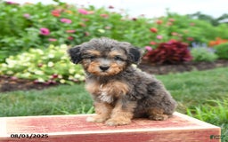 Miniature Poodle dogs for sale: Navy - Image 4