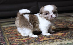 Shih Tzu dogs for sale: Peanut - Image 2