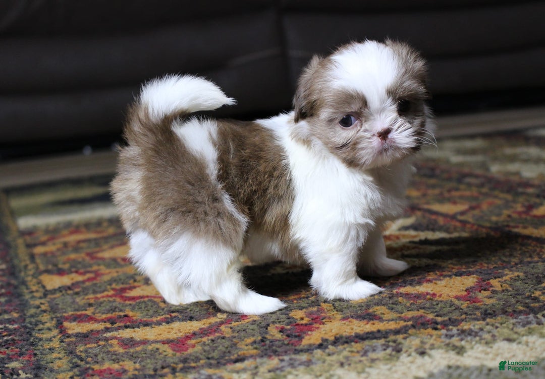 Shih Tzu dogs for sale: Peanut - Image 2